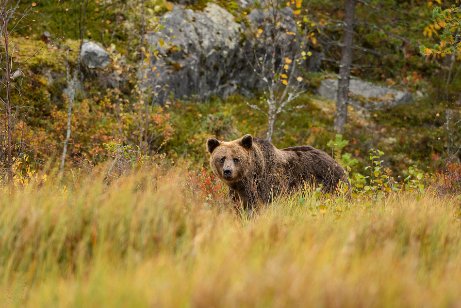 medvěd hnědý - Ursus arctos