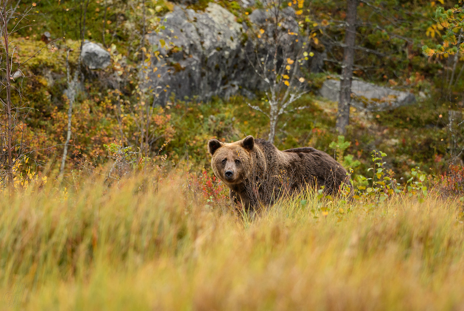 medvěd hnědý - Ursus arctos