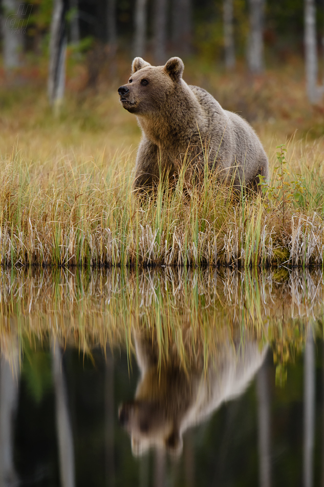 medvěd hnědý - Ursus arctos