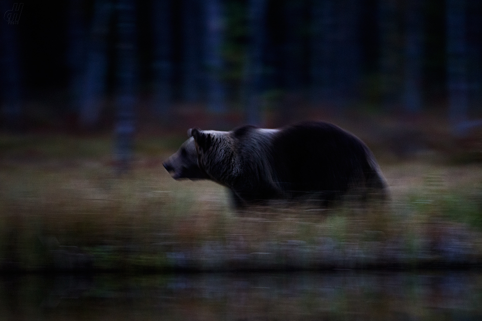 medvěd hnědý - Ursus arctos