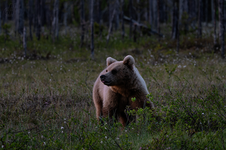 medvěd hnědý - Ursus arctos