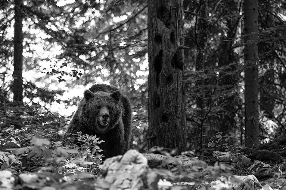 medvěd hnědý - Ursus arctos