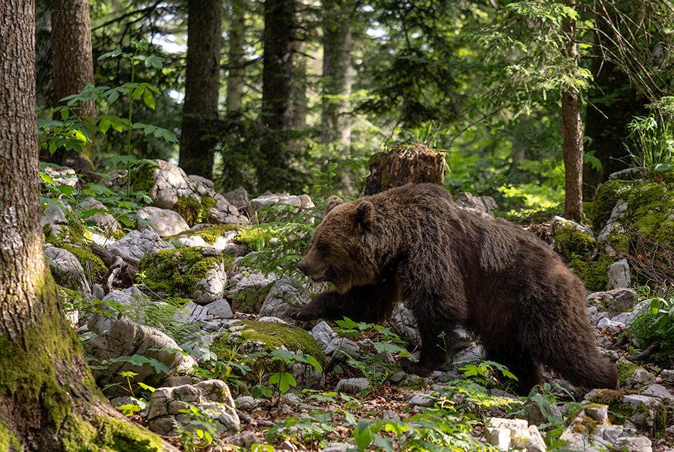 medvěd hnědý - Ursus arctos