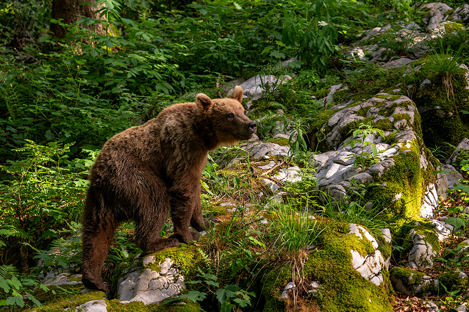medvěd hnědý - Ursus arctos