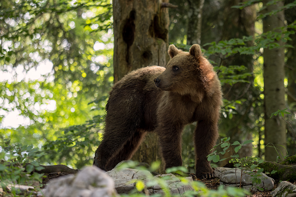 medvěd hnědý - Ursus arctos