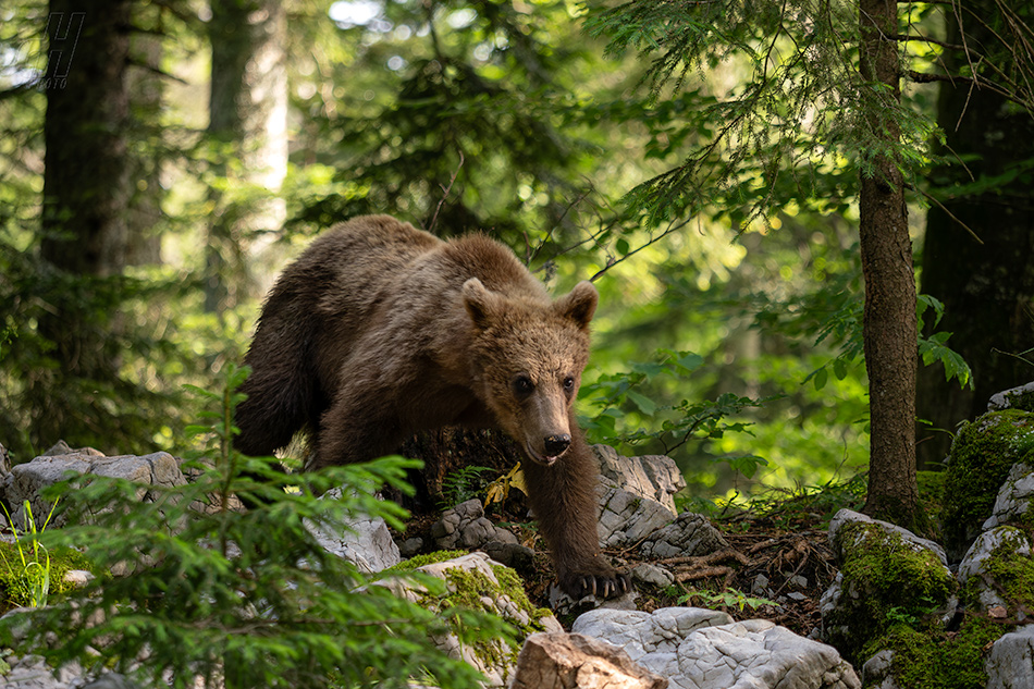 medvěd hnědý - Ursus arctos