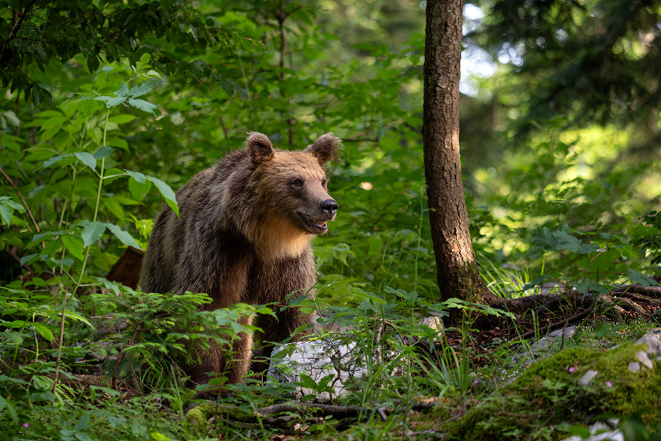 medvěd hnědý - Ursus arctos