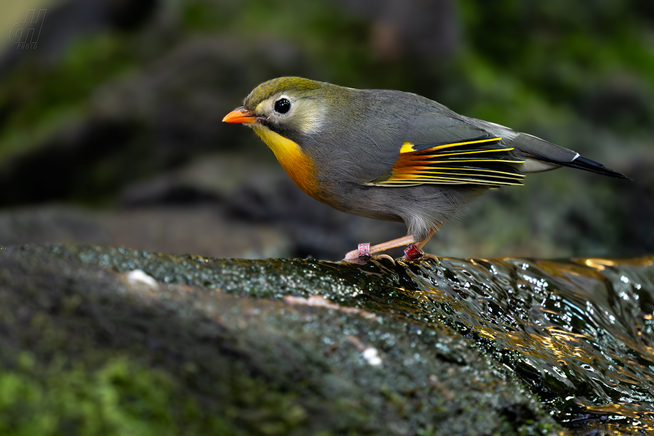 mesie čínská - Leiothrix lutea