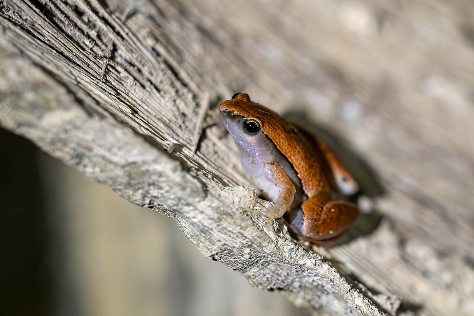Microhyla ninhthuanensis