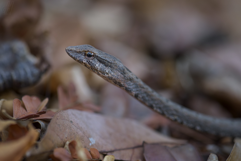 Mimophis mahfalensis