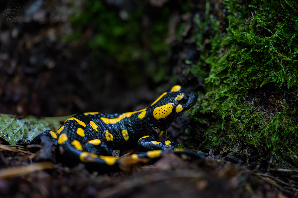 mlok skvrnitý - Salamandra salamandra