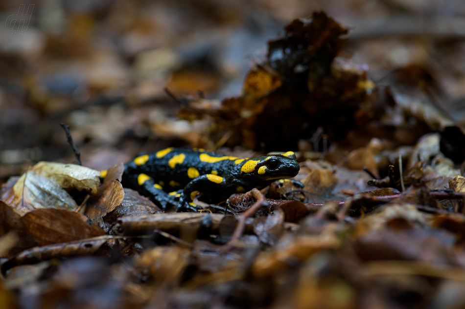 mlok skvrnitý - Salamandra salamandra