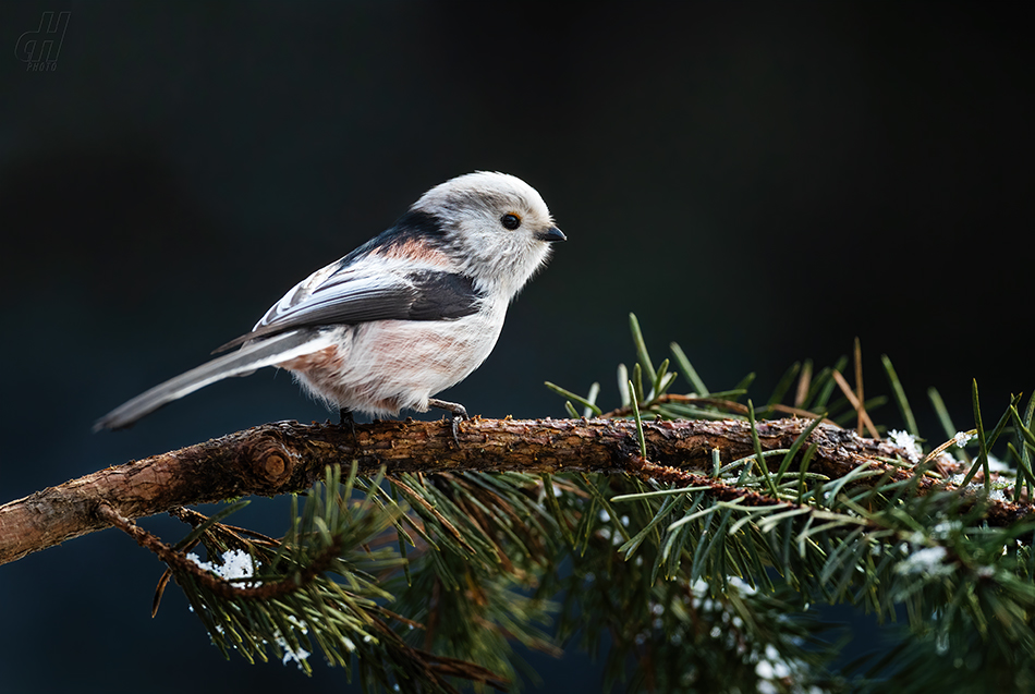 mlynařík dlouhoocasý - Aegithalos caudatus