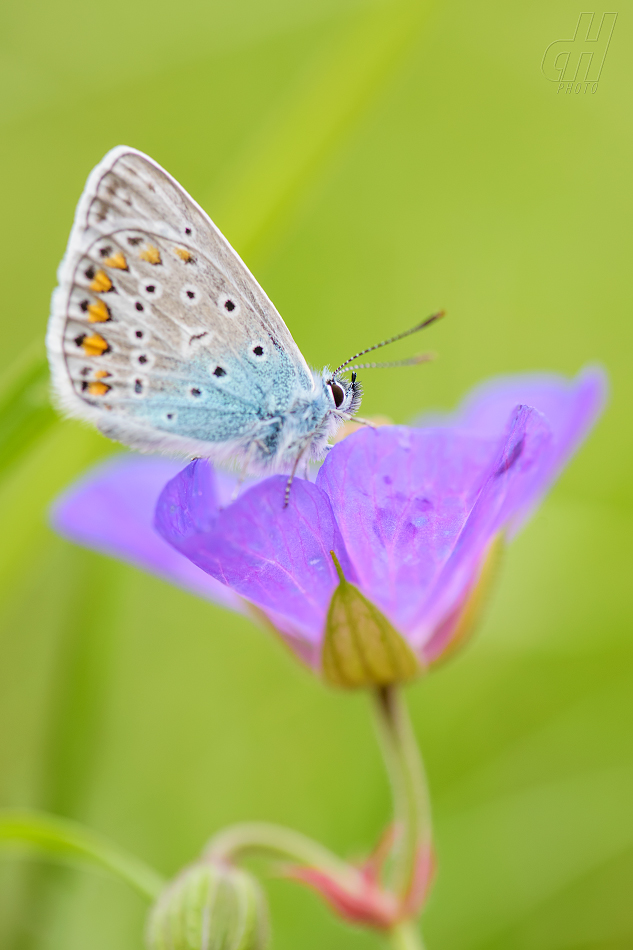 modrásek bělopásný - Aricia eumedon