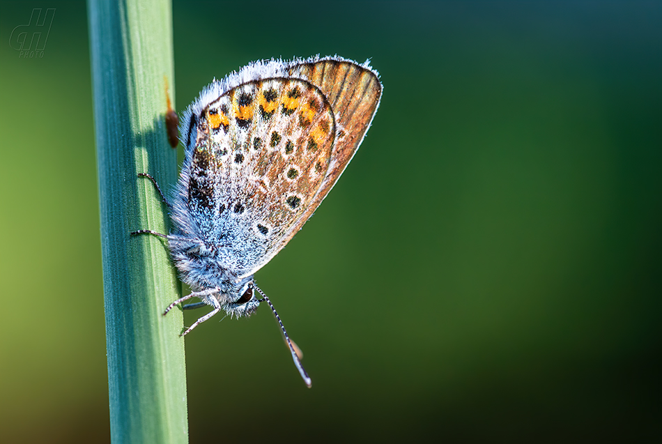 modrásek černolemý - Plebejus argus