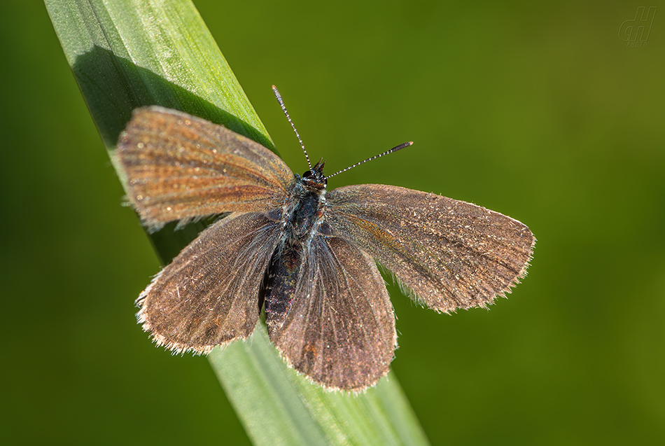 modrásek černolemý - Plebejus argus