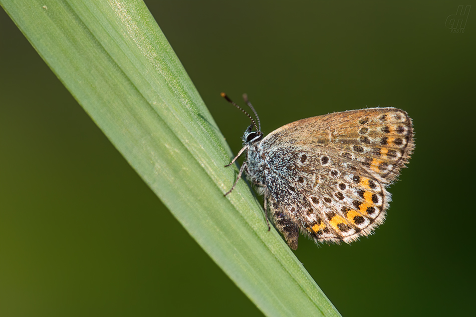 modrásek černolemý - Plebejus argus