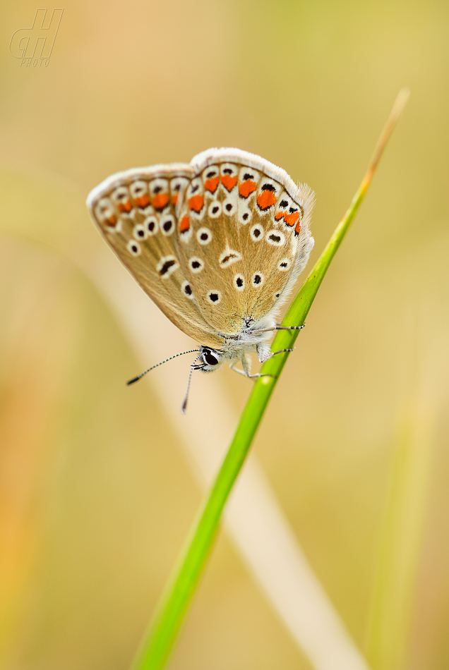 modrásek jehlicový - Polyommatus icarus