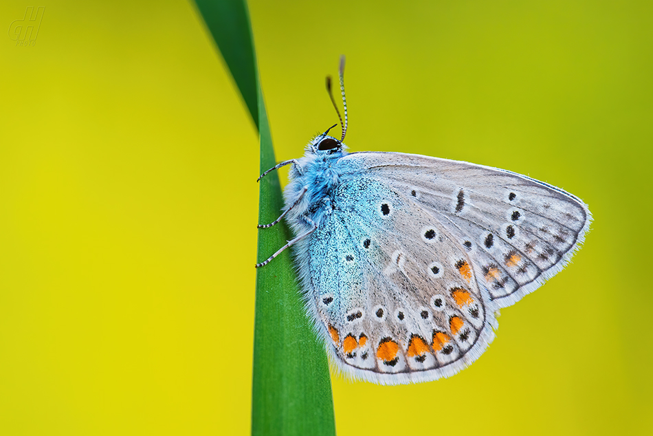 modrásek jehlicový - Polyommatus icarus