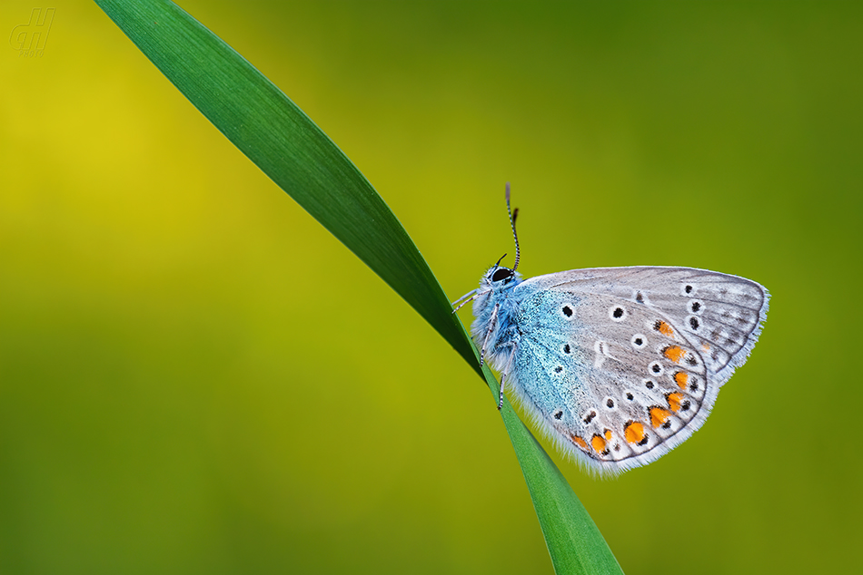 modrásek jehlicový - Polyommatus icarus