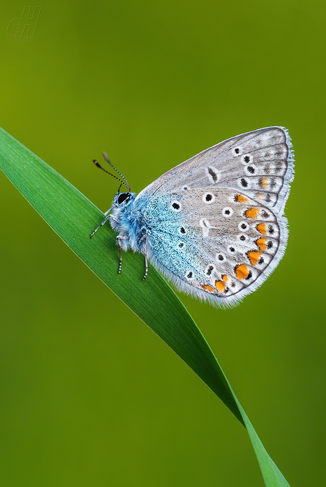 modrásek jehlicový - Polyommatus icarus