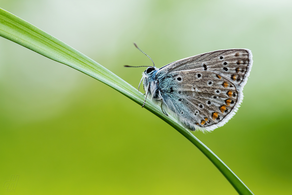 modrásek jehlicový - Polyommatus icarus