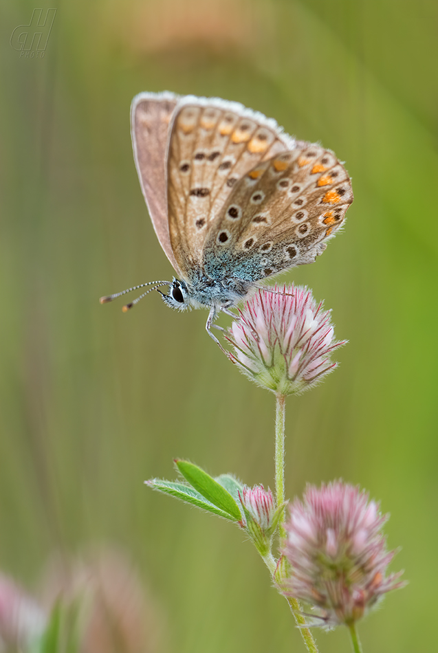 modrásek jehlicový - Polyommatus icarus