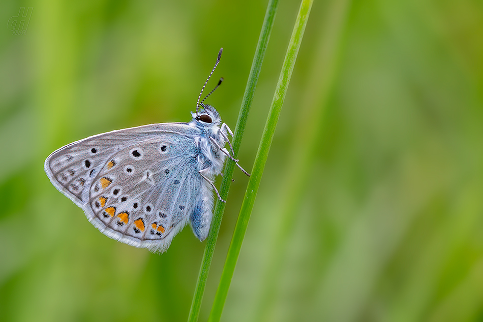 modrásek jehlicový - Polyommatus icarus