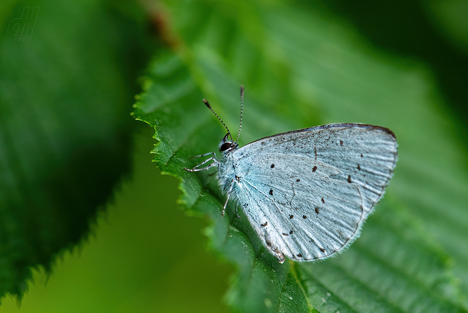 modrásek krušinový - Celastrina argiolus