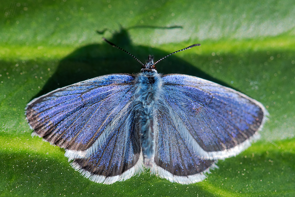 modrásek podobný - Plebejus argyrognomon