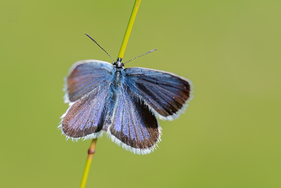 modrásek podobný - Plebejus argyrognomon