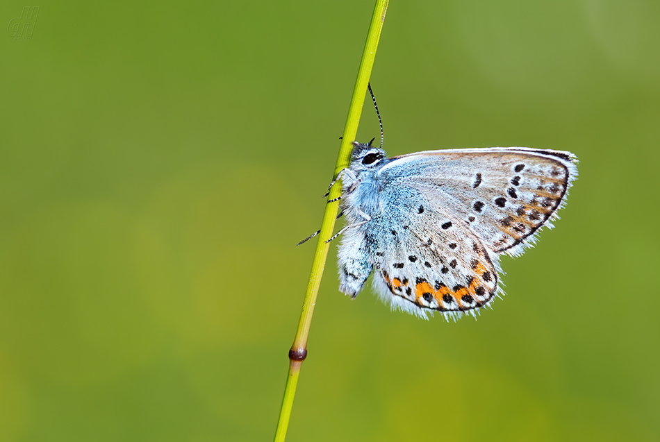 modrásek podobný - Plebejus argyrognomon