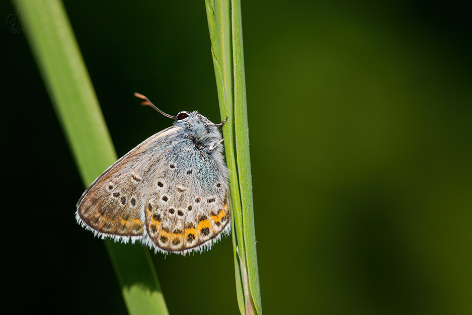 modrásek podobný - Plebejus argyrognomon