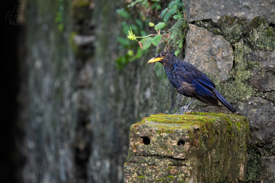 modravec siný - Myophonus caeruleus