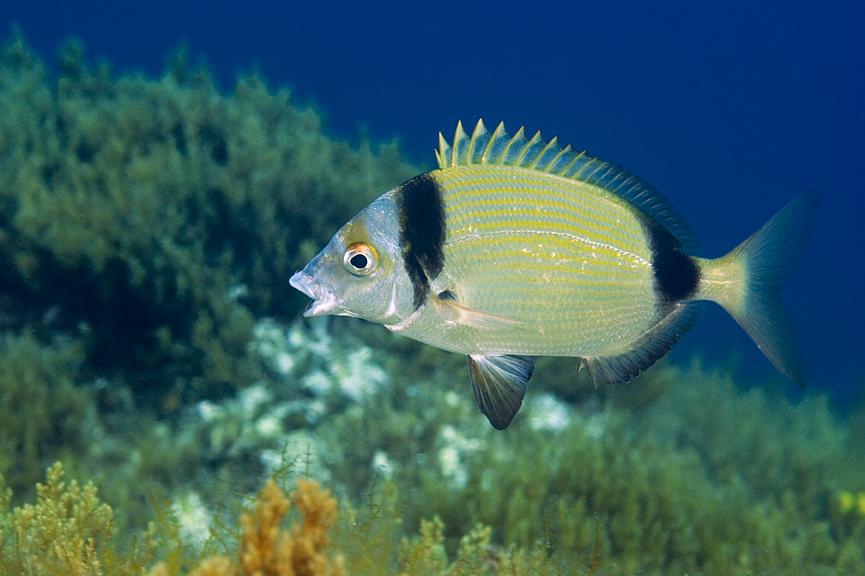mořan obecný - Diplodus vulgaris