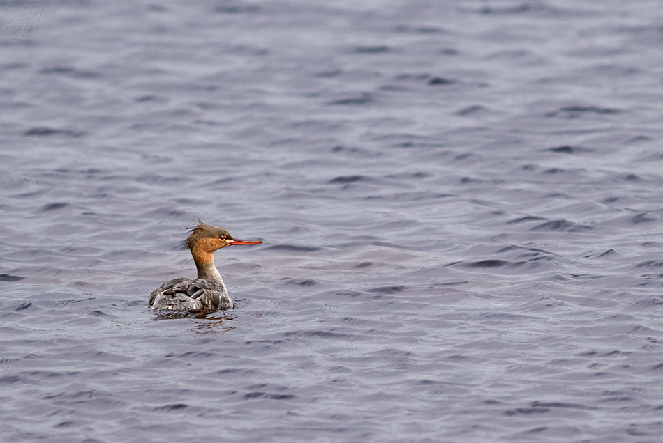 morčák prostřední - Mergus serrator
