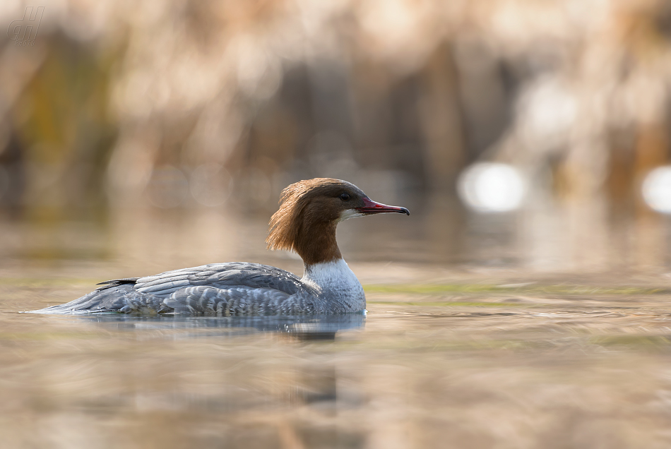 morčák velký - Mergus merganser