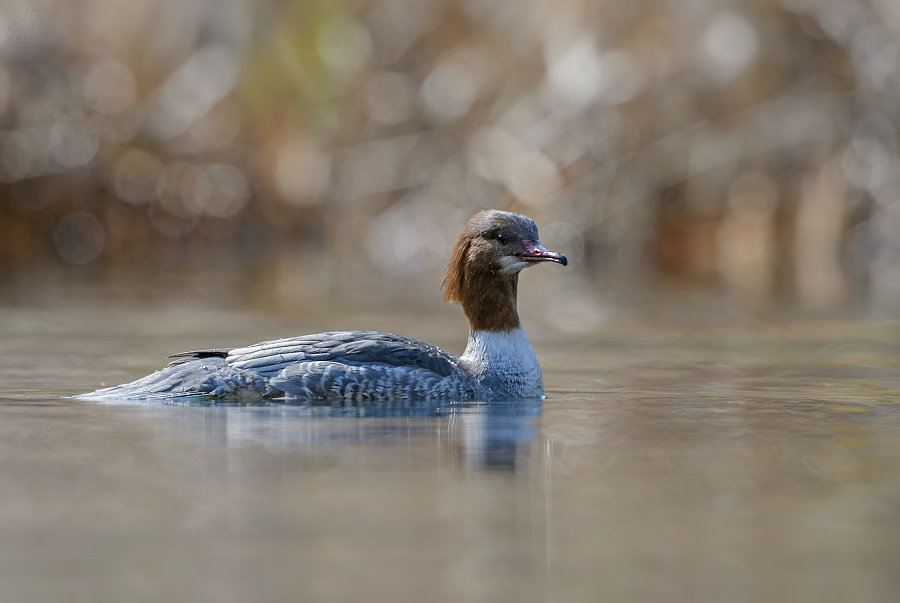 morčák velký - Mergus merganser