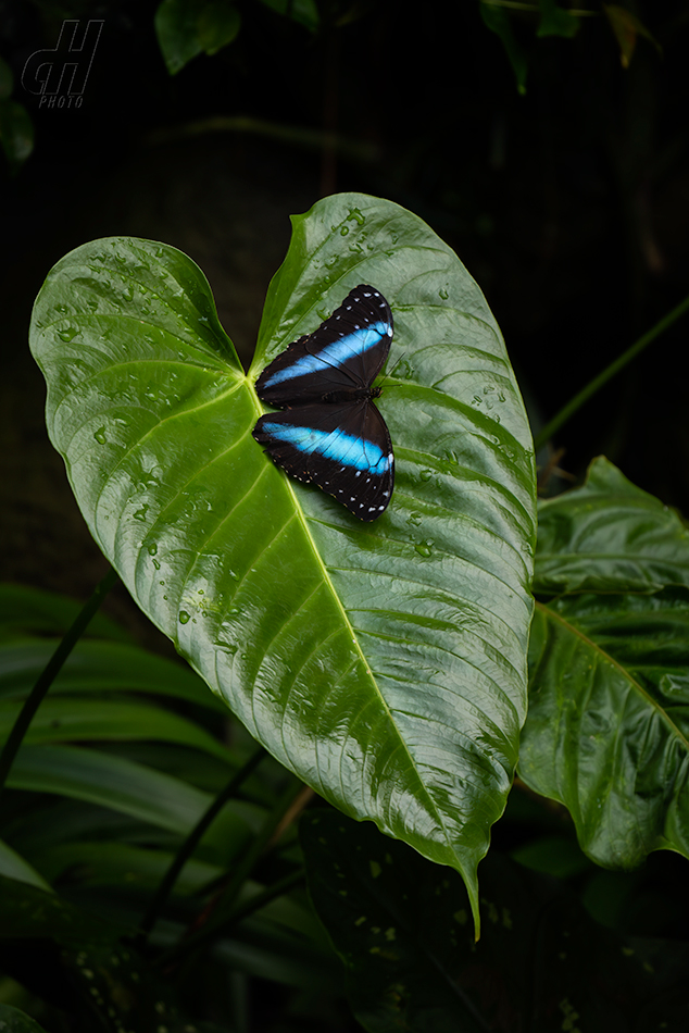 Morpho achilles
