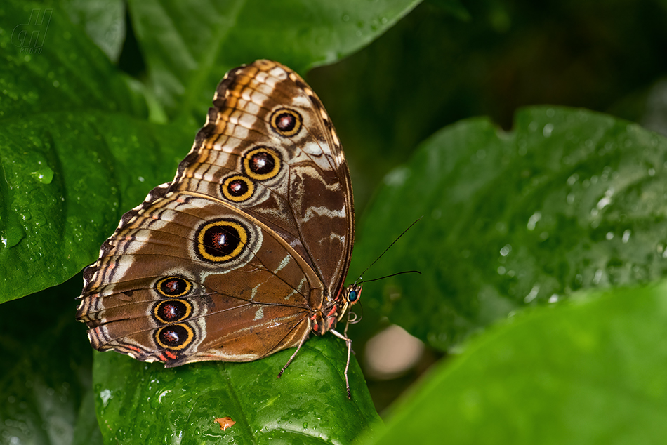 Morpho helenor