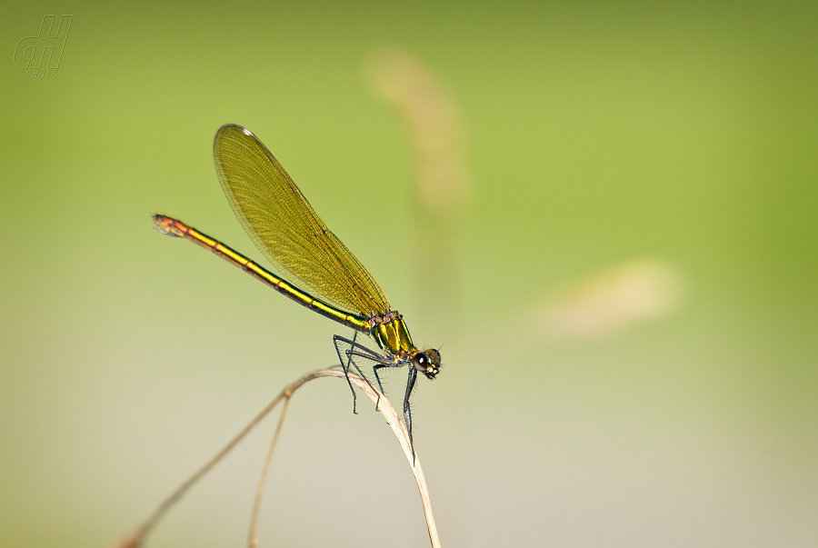 motýlice lesklá - Calopteryx splendens