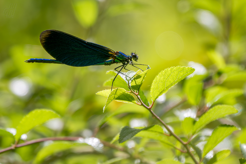 motýlice obecná - Calopteryx virgo