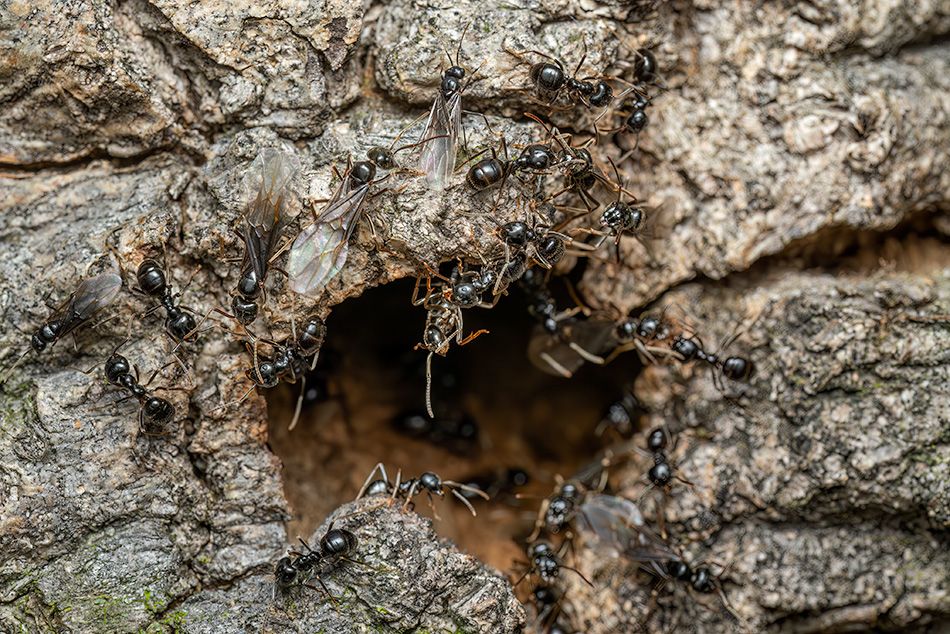 mravenec černolesklý - Lasius fuliginosus