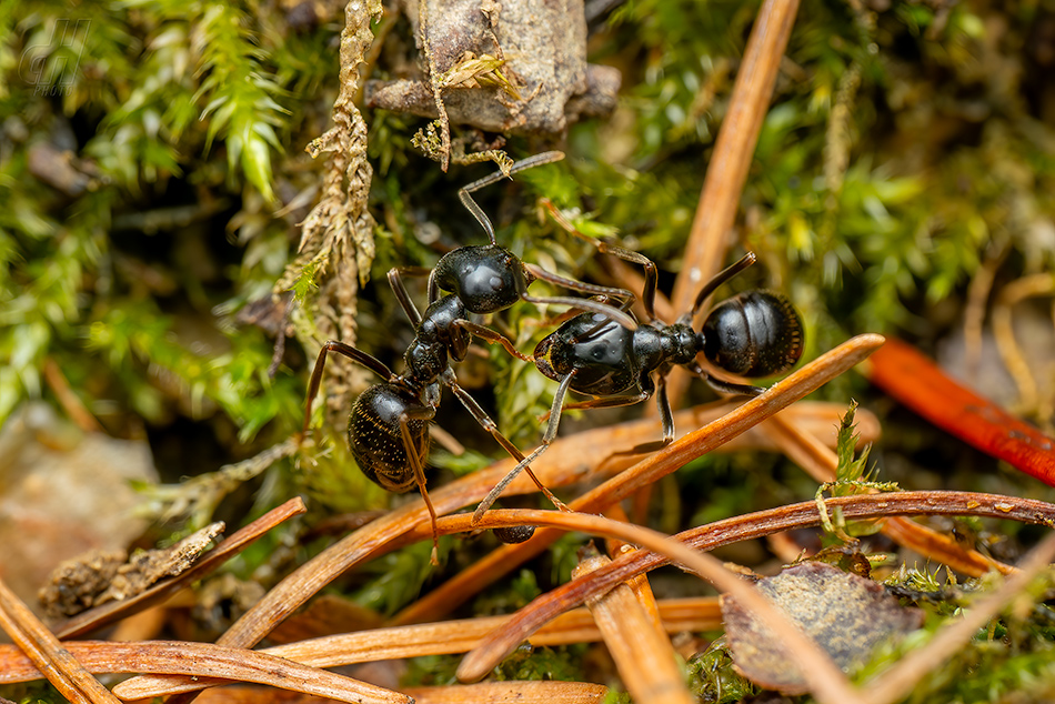 mravenec černolesklý - Lasius fuliginosus