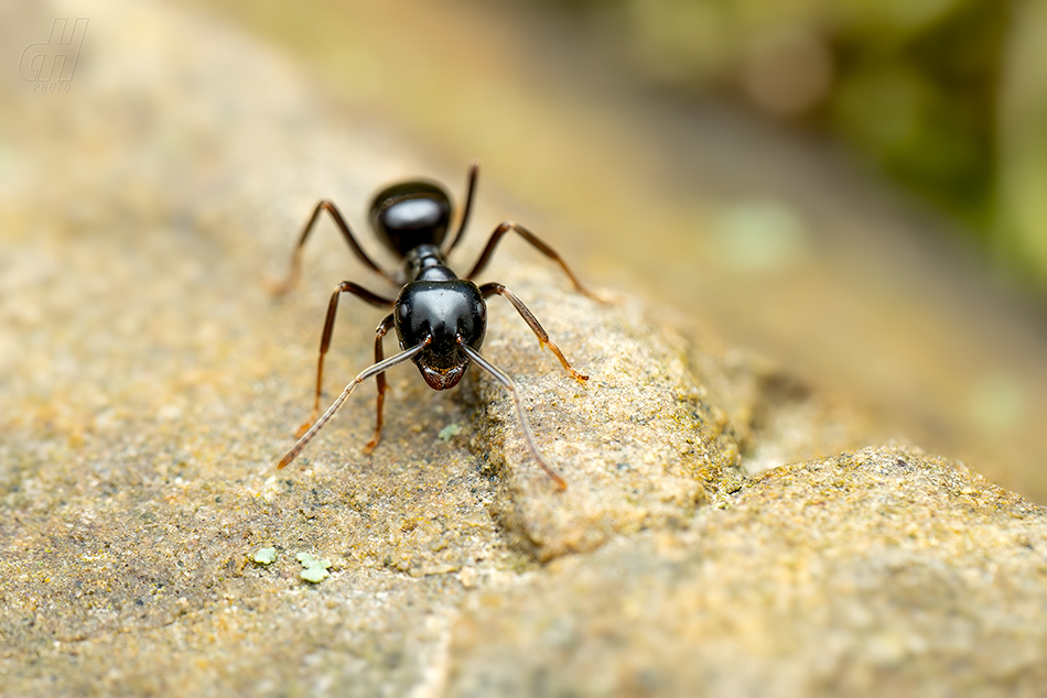mravenec černolesklý - Lasius fuliginosus