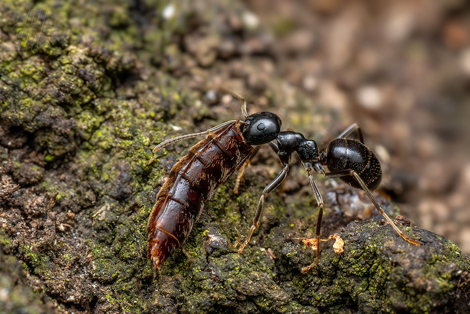 mravenec černolesklý - Lasius fuliginosus