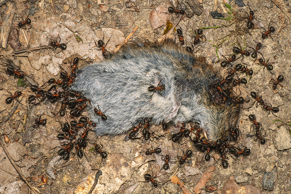 mravenec lesní - Formica rufa