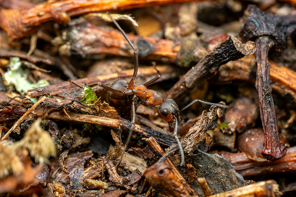 mravenec lesní - Formica rufa