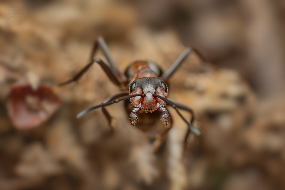 mravenec lesní - Formica rufa