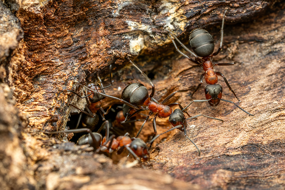 mravenec lesní - Formica rufa